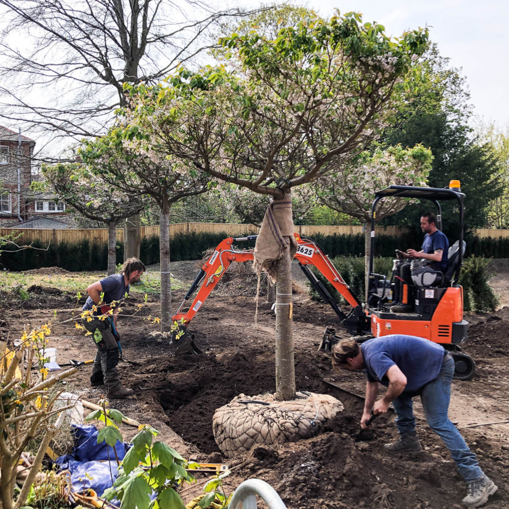 Types Of British Trees: Which To Plant & Where