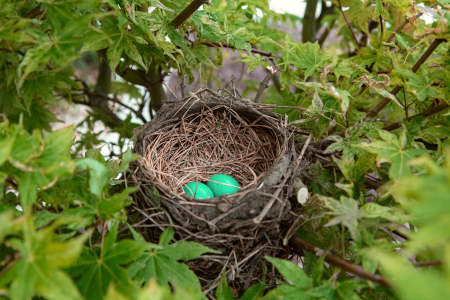 Tree Surgery & Nesting Birds