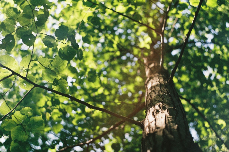 Tree Planting: Best Time Of Year & Tree Maturity For Planting