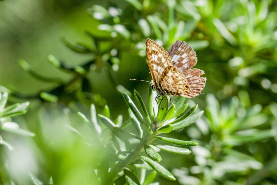 Tree Diseases & Pests