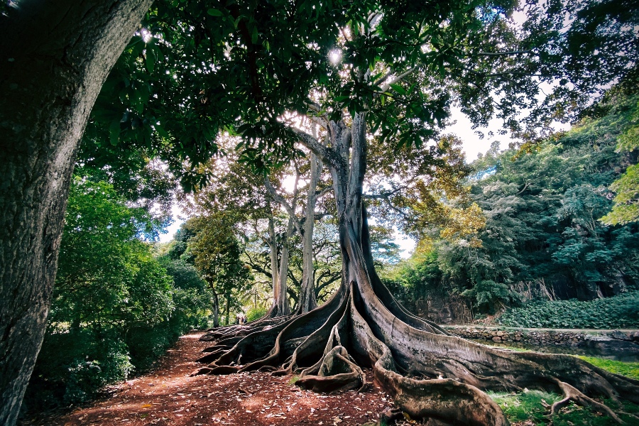 Mature, Veteran & Ancient Trees Are Critical For The Environment