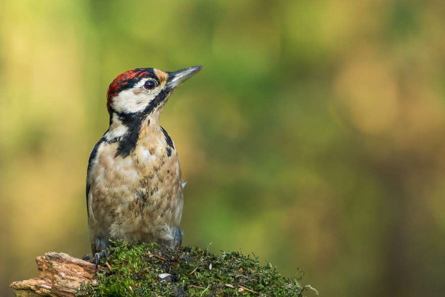 woodpecker sitting on tree branch